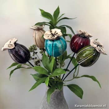Papaverbol Kalus