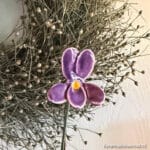 Viooltje Labradorica