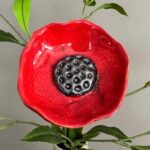 Papaver Rood