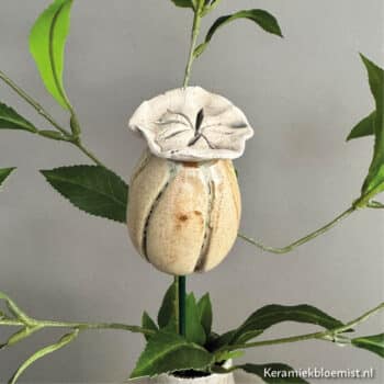 Papaverbol Kalus - Afbeelding 5