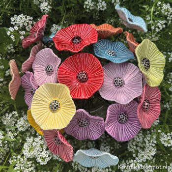 Klaproos Stripe - Afbeelding 2