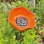 Papaver Oranje