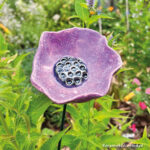 Lila Papaver Lilacinus