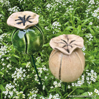 Papaverbol Kalus - Afbeelding 2