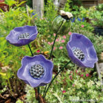 Set papaver / klaproos Purpureus