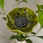 Papaver Solara groen