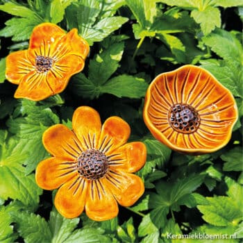 Anemona Major Oker - Afbeelding 4