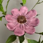 Anemoon Octa Lila-roze